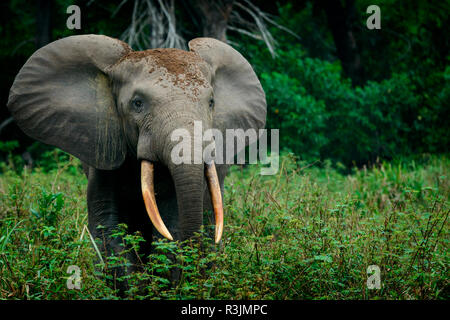 Afrikanische Waldelefant (Loxodonta cyclotis). Odzala-Kokoua National Park. Region Cuvette-Ouest. Republik Kongo Stockfoto