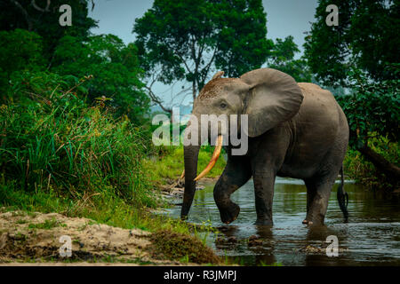 Afrikanische Waldelefant (Loxodonta cyclotis) in Lekoli River. Odzala-Kokoua National Park. Region Cuvette-Ouest. Republik Kongo Stockfoto