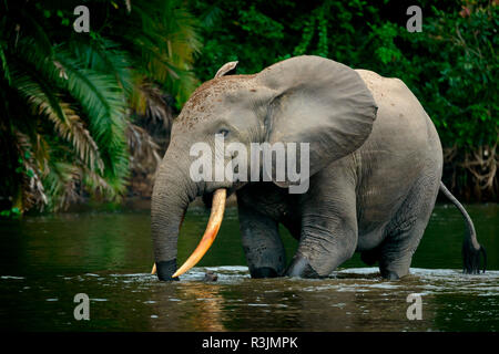 Afrikanische Waldelefant (Loxodonta cyclotis) in Lekoli River. Odzala-Kokoua National Park. Region Cuvette-Ouest. Republik Kongo Stockfoto