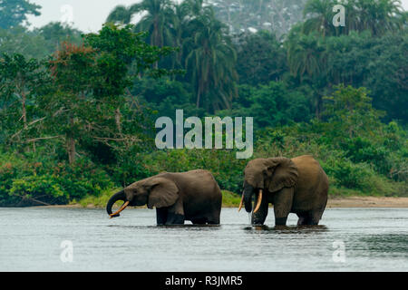 Afrikanische Waldelefant (Loxodonta cyclotis) in Lekoli River. Odzala-Kokoua National Park. Region Cuvette-Ouest. Republik Kongo Stockfoto