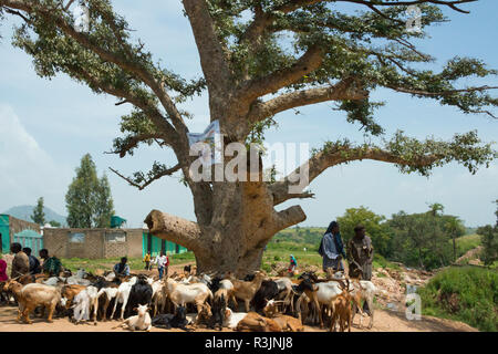 Reisende mit Schafen in Simien Berge, Äthiopien Stockfoto