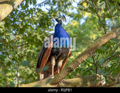 Männliche indische Pfau (Pavo cristatus), die auf dem Baum mit grünen Blätter. Stockfoto