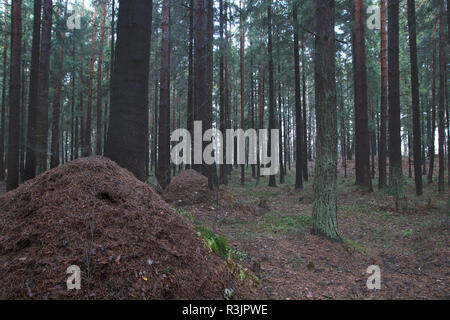 Big Ant Hügel in der Mitte des Herbstes Fichtenwald. Stockfoto