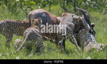 Afrika, Kenia, Masai Mara National Reserve. Geparden mit topi Beute. Kredit als: Bill Young/Jaynes Galerie/DanitaDelimont.com Stockfoto