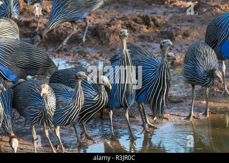 Afrika, Kenia, Samburu National Reserve. Die vulturine Perlhuhn (Acryllium vulturinum). Stockfoto