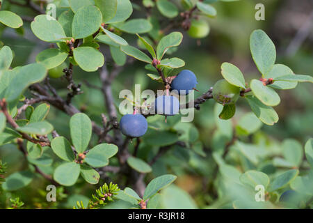 Rauschbeere, Rausch-Beere, Moorbeere, Trunkelbeere, Früchte, Vaccinium uliginosum, Sumpf, Moor Wortleberry Bilberry, Blueberry, nördlichen Heidelbeere Moor, wir Stockfoto