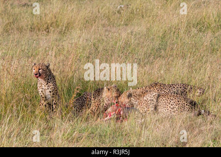 Afrika, Kenia, Masai Mara, Geparden (Acinonyx Jubatus) mit impala töten. (Aepyceros melampus). Essen Beute. Stockfoto