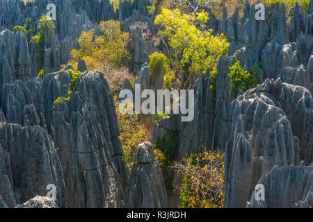 Kalksteinformationen, Tsingy de Bemaraha strenge Naturschutzgebiet, Madagaskar Stockfoto