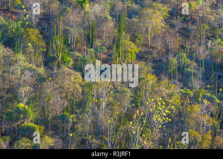 Andasibe-Mantadia Nationalpark, Alaotra-Mangoro Region, Madagaskar Stockfoto