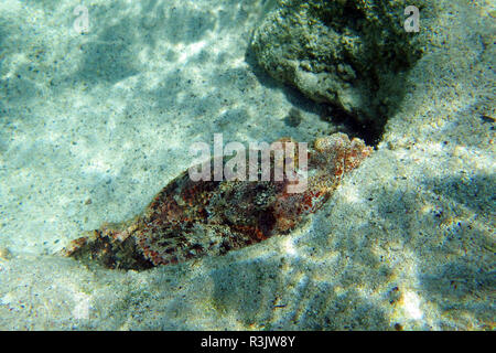 Drachenkopf im Roten Meer Stockfoto