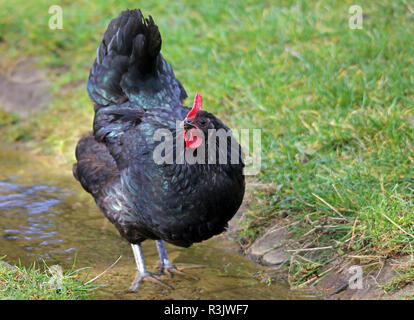 Schwarze Henne Stockfoto