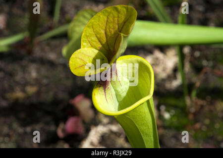 Sydney Australien, top und Haube einer kannenpflanze oder Trompete Krug Stockfoto