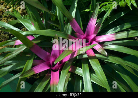 Sydney Australien, hell rosa Neoregelia Anlage zentriert Stockfoto