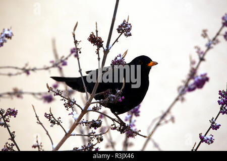 Blackbird in liebesperlen Bush Stockfoto