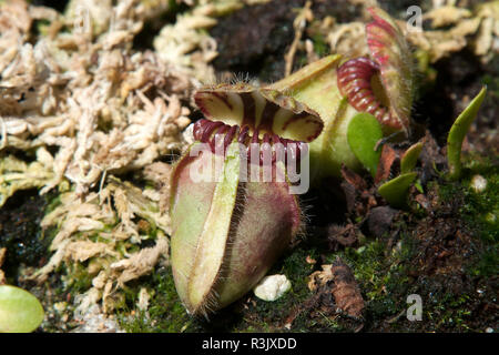 Sydney Australien, albany Kannenpflanze in Australien Stockfoto