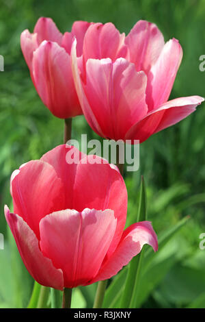 Darwin hybrid Tulip pink Eindruck Stockfoto