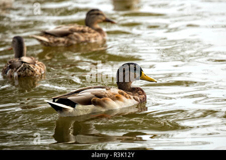 Enten in der Wildnis Stockfoto