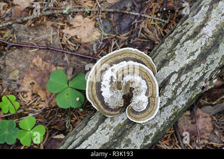 Dünnwandige Labyrinth polypore, auch genannt das Erröten Halterung, Daedaleopsis confragosa Stockfoto