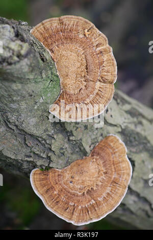Daedaleopsis Confragosa, allgemein bekannt als die dünnen ummauerte Labyrinth Polypore oder die errötende Halterung Stockfoto