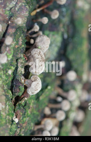 Bockshornklee Phleogena faginea stalkball Pilz, Stockfoto