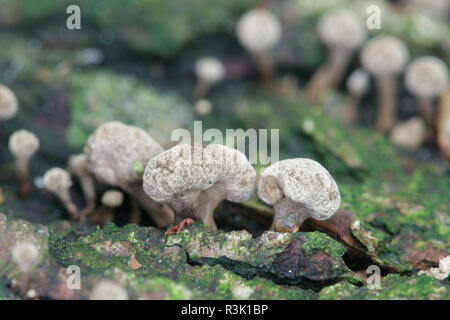 Bockshornklee Phleogena faginea stalkball Pilz, Stockfoto