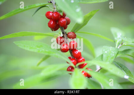 Früchte der Daphne mezereum, allgemein bekannt als Februar Daphne mezereum mezereon, Laurel, Wolfsmilch wolfsmilch oder Olivenöl Stockfoto