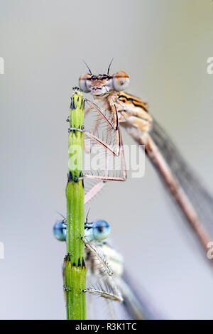 Blau featherleg, auch "white-legged damselfly, Platycnemis pennipes Stockfoto