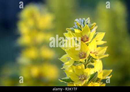 Gepunktete Felberich, Lysimachia punctata Stockfoto