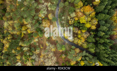 Drone top Aussicht über den Weg in die Landschaft Herbst bend Pinienwald. Stockfoto