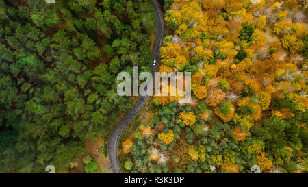 Drone top Aussicht über den Weg in die Landschaft Herbst bend Pinienwald. Stockfoto