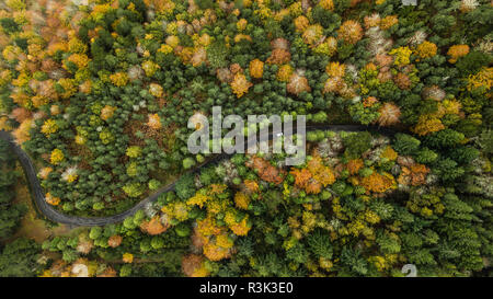 Drone top Aussicht über den Weg in die Landschaft Herbst bend Pinienwald. Stockfoto