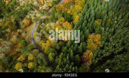 Drone top Aussicht über den Weg in die Landschaft Herbst bend Pinienwald. Stockfoto