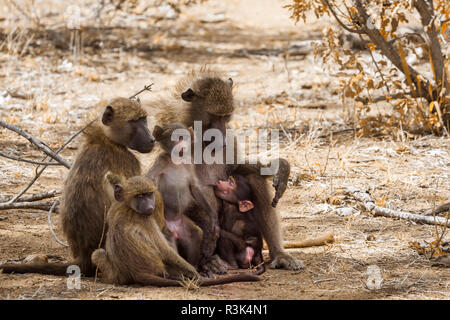 Chacma baboon Familie mit Babys in den Krüger National Park, Südafrika; Gattung Papio ursinus Familie von Fußball oder Handball Stockfoto