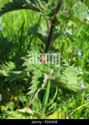 Marienkäfer auf Blatt Stockfoto