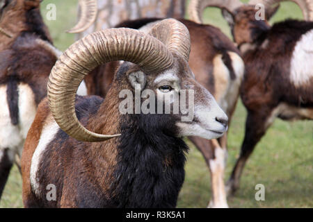 Europäische mufflon Ovis orientalis Musimon Stockfoto