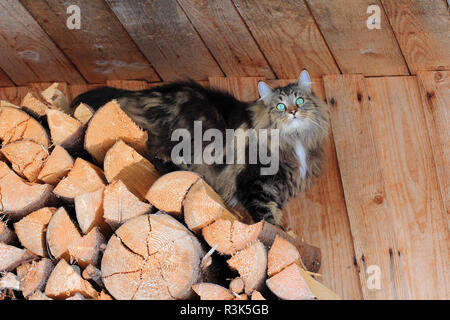 Eine Norwegische Waldkatze auf einer hölzernen Stapel Stockfoto