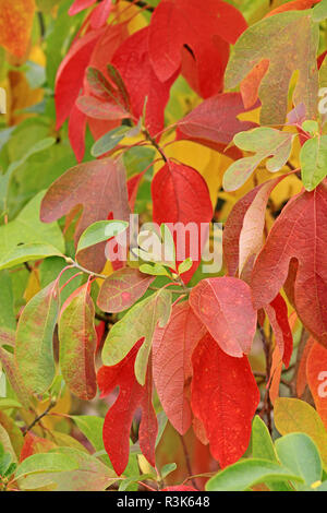 Im Herbst färben in der amerikanischen Fieber baum Sassafras albidum Stockfoto