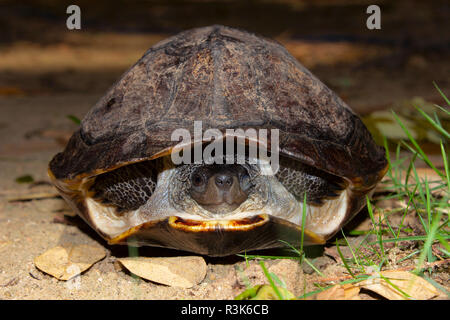 Die indische schwarze Schildkröte oder indische Teichschildkröte, Melanochelys trijuga, Hampi, Karnataka, Indien. Mittelgroße Süßwasserschildkröte in Südasien gefunden. Stockfoto