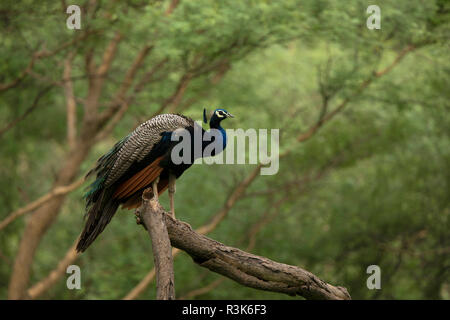 Indische Pfau, Pavo cristatus auf einem Baum, Jhalana, Rajasthan, Indien. Stockfoto