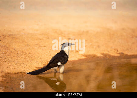 Jakobiner Kuckuck, Clamator jacobinus, Jhalana, Rajasthan, Indien. Stockfoto