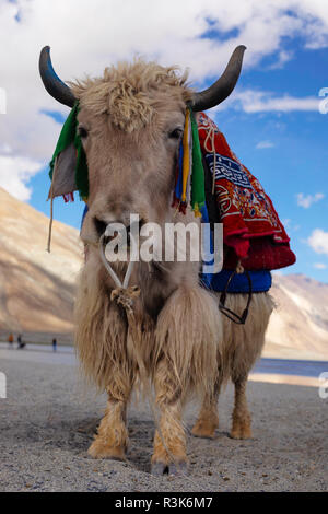 Domestic Yak, Bos grunniens, pangong See, Jammu und Kaschmir, Indien. Stockfoto