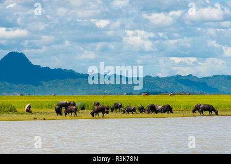 Wasserbüffel am Ufer des Kaladan River, zwischen Sittwe und Mrauk-U, Rakhine State in Myanmar Stockfoto