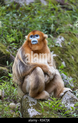 Asien, Shaanxi, Foping National Nature Reserve, goldene snub-gerochene Monkey (Rhinopithecus roxellana). Ein Mann stellt auf einem Felsen. Stockfoto