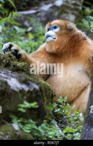 Asien, Shaanxi, Foping National Nature Reserve, goldene snub-gerochene Monkey (Rhinopithecus roxellana), gefährdete. Porträt eines männlichen Erwachsenen. Stockfoto