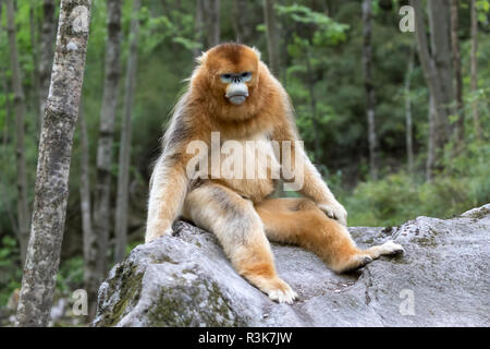 Asien, Shaanxi, Foping National Nature Reserve, goldene snub-gerochene Monkey (Rhinopithecus roxellana), gefährdete. Männliche Affe auf einem Felsen im Wald. Stockfoto