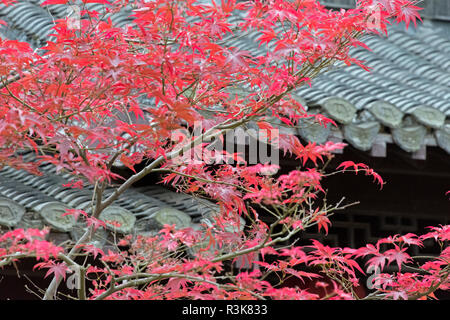 Ahornbaum mit schwarz gefliesten Dach des traditionellen Hauses, Geyuan Garten, Yangzhou, Jiangsu Province, China Stockfoto
