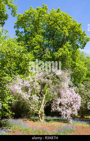 Rrhododendron yunnanense blühen im Mai im Bowood Arboretum und Woodland Garden in Wiltshire England Großbritannien Stockfoto