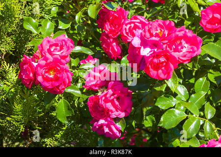 Rosa Blume Teppich Pink mit Cluster-blühenden Gewohnheit eindrucksvolle Anzeige Stockfoto