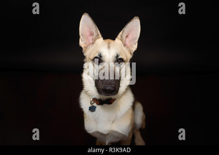 Studio Pet Portrait einer schönen jungen Schäferhund im Studio vor schwarzem Hintergrund. Stockfoto
