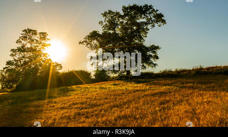 Sonnenuntergang in der Landschaft hinter Bäumen und einem goldenen Weizen Feld Stockfoto